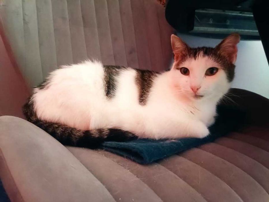 Kotek Armani czeka na swój domek