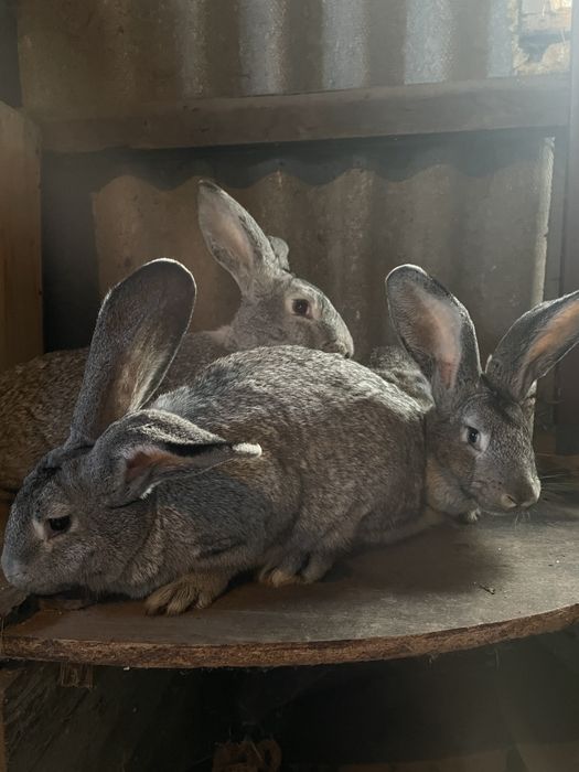 Кролиці Шиншили, вік 5 місяців
