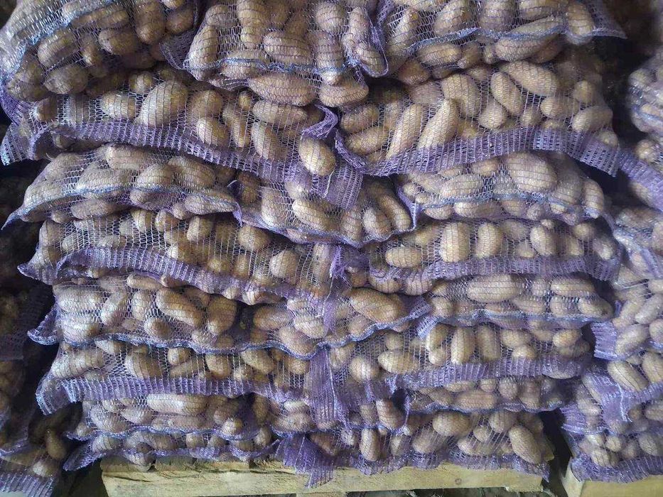 Домащняя картопля з Чернигова бесплатная доставка по городу!