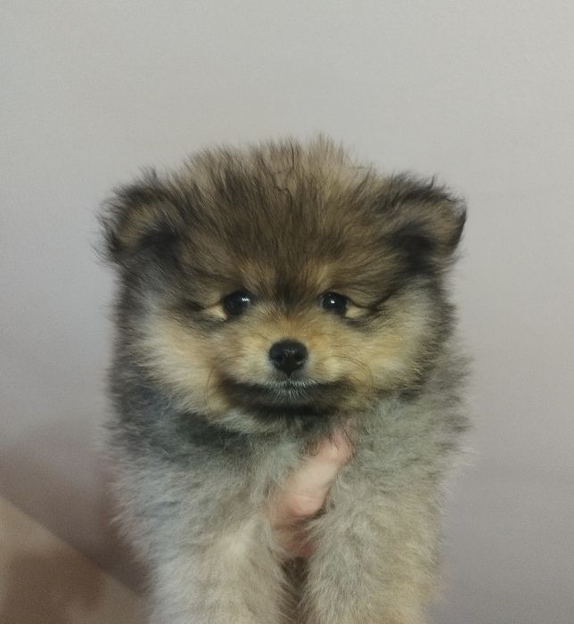 Zkwp szpic miniaturowy pomeranian