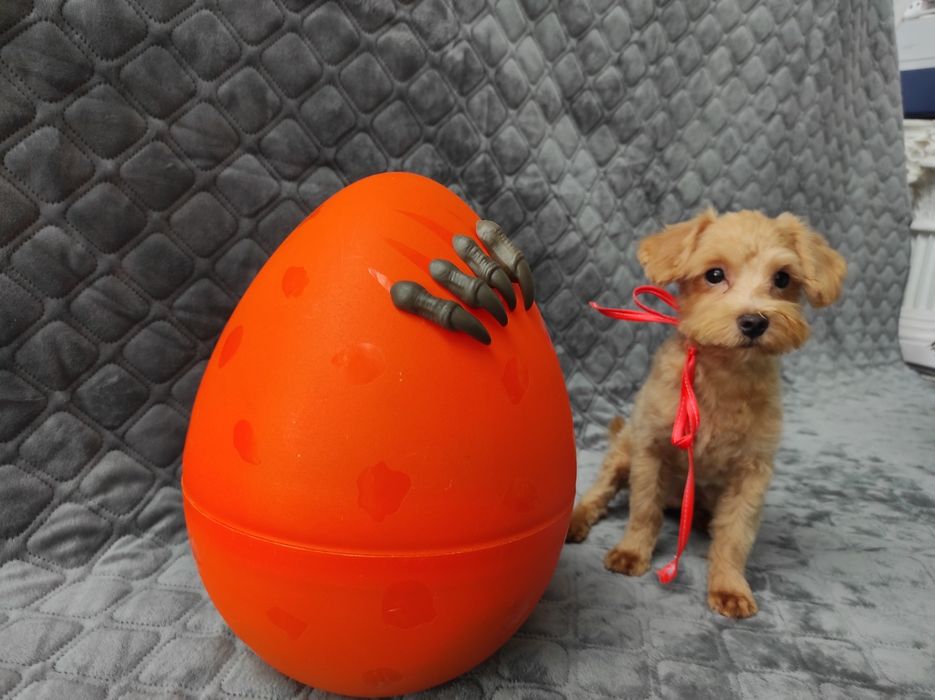 Мальтіпу хлопчик