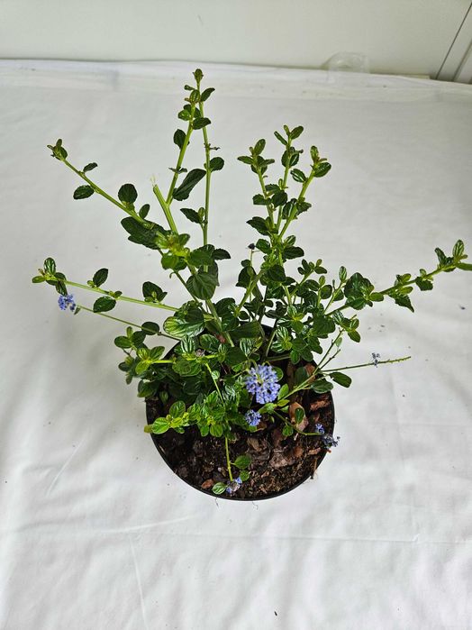 Prusznik Victoria (Ceanothus) niebieski krzew ozdobny