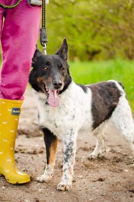 Młody pies szuka domu