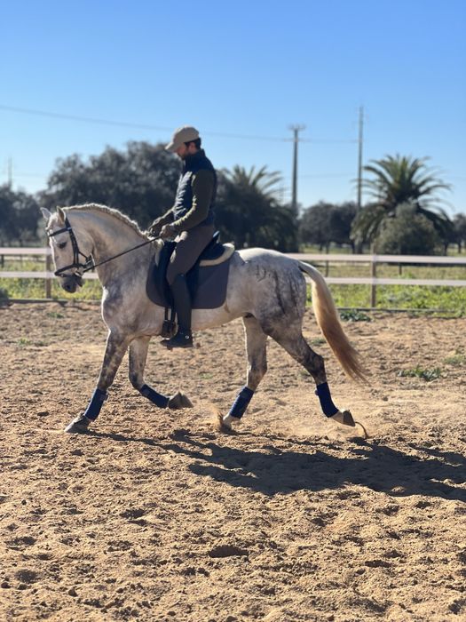 Cavalo Puro Sangue Lusitano