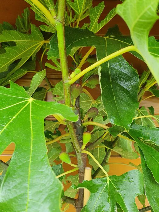 Figowiec szczepiony na pniu. Ficus carica, Figa