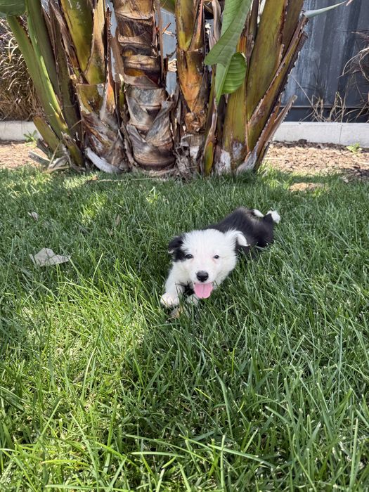 Border Collie Preto e branco machinho
