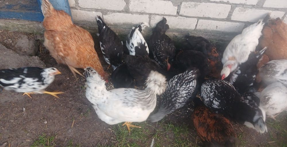 Підрощені курчата, продаю підрощені курчата 2,3 місяці,  продаю