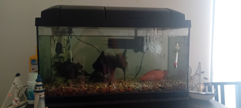 Aquário 60 l Completo