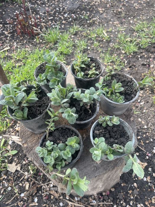 Саджанеці.  слива пізня . Роза