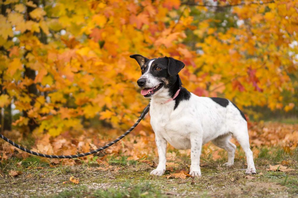 5 letnia Sila do adopcji!