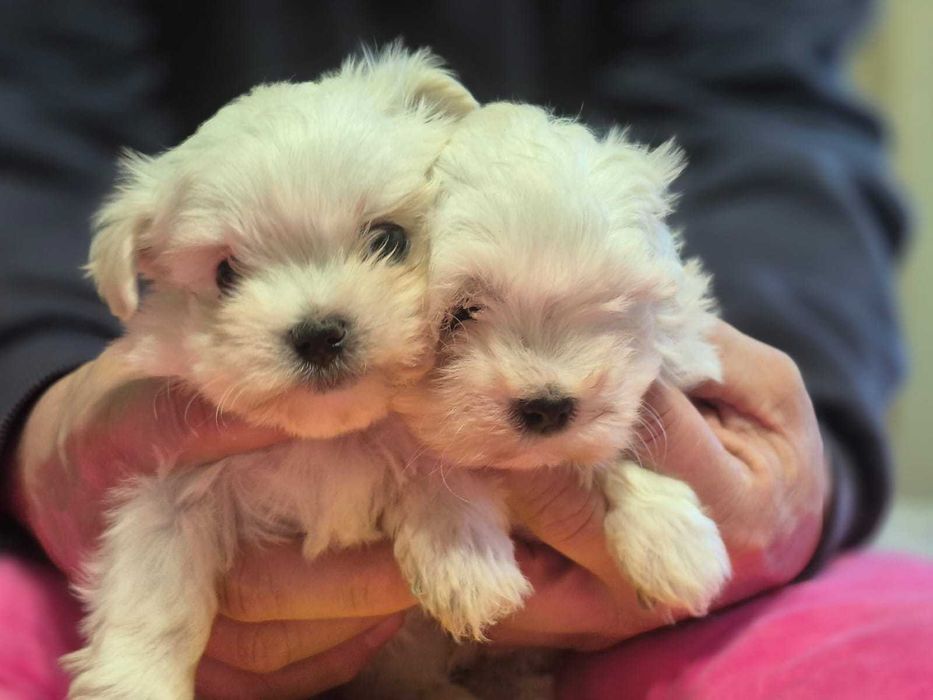 Maltańczyk piesek MINI 0,8 KG ZHPR