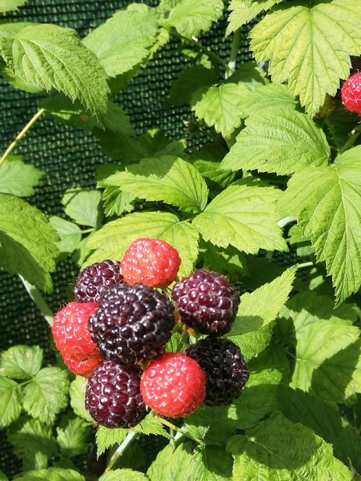 Malina czarna sadzonki