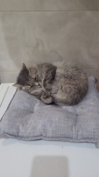 Шукаємо люблячу родину для Віні