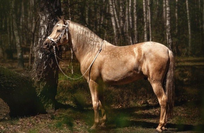 Stanówka ogieram andaluzyjski pre