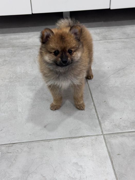 Spitz alemão macho  anão