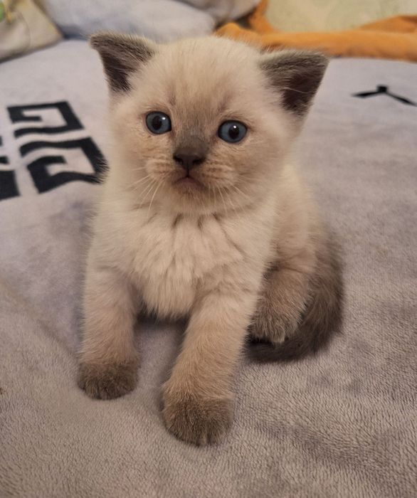 Пропонуються чарівні кошенята породи Scottish Fold та Scottish Straight