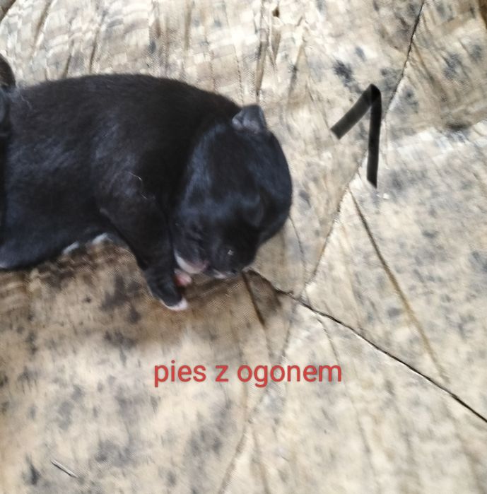 Oddam pieski za darmo