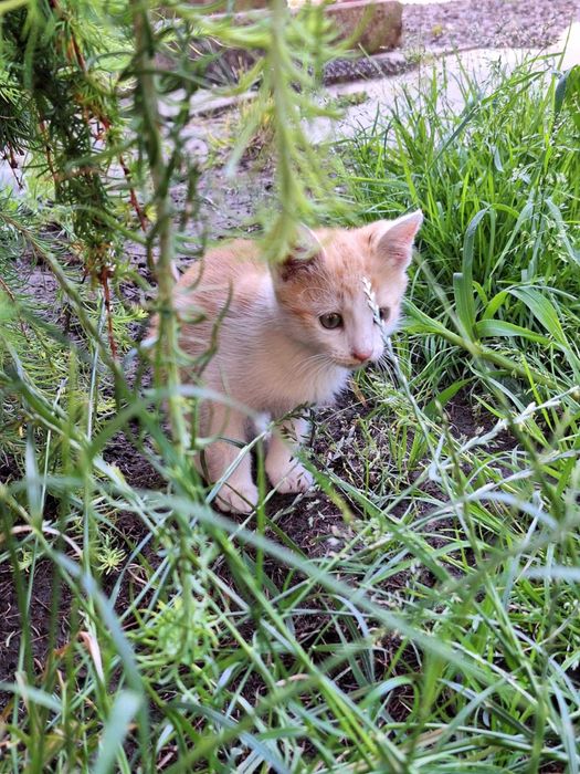 oddam małe kotki kocięta szukają nowego domu koty do adopcji kot kota