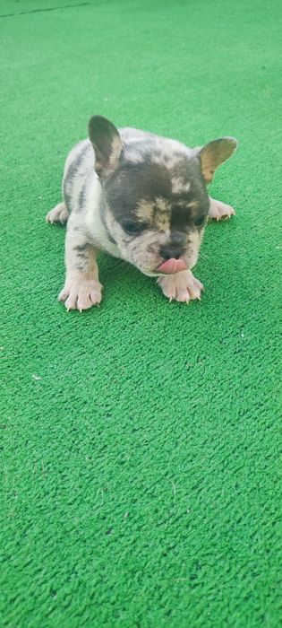 Bulldog francês macho blue Merle tan