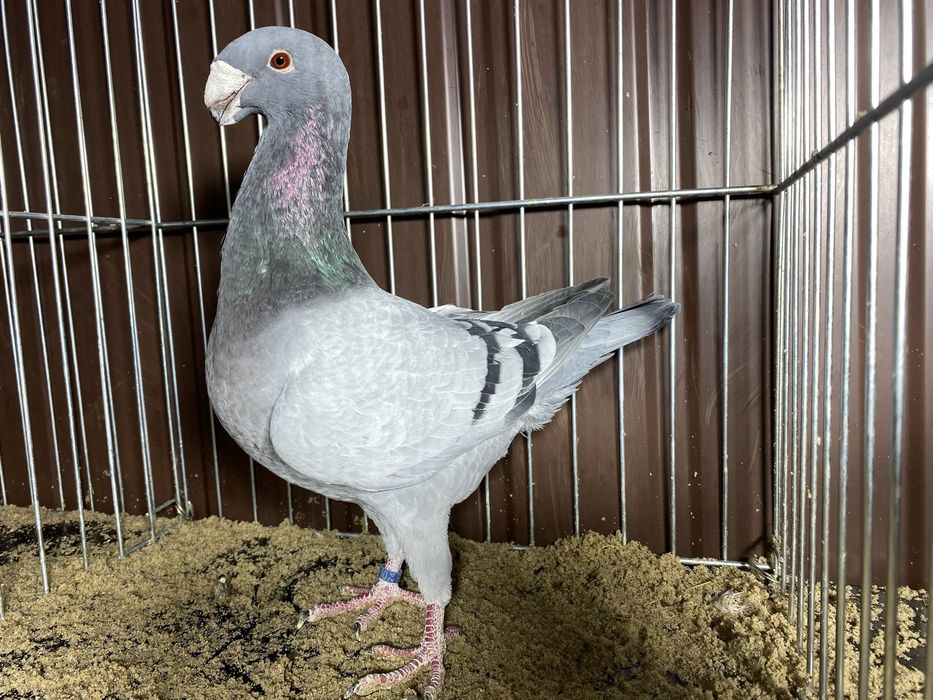 Niemiecki wystawowy samiec niebieski