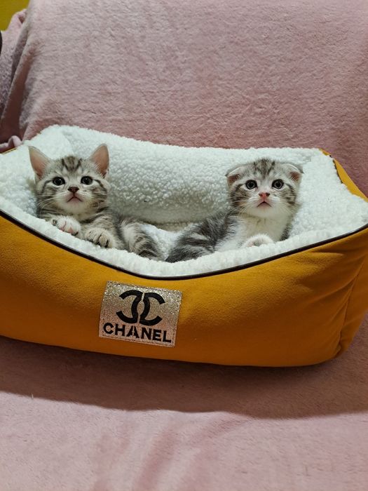 Шотландский вислоухий малыш