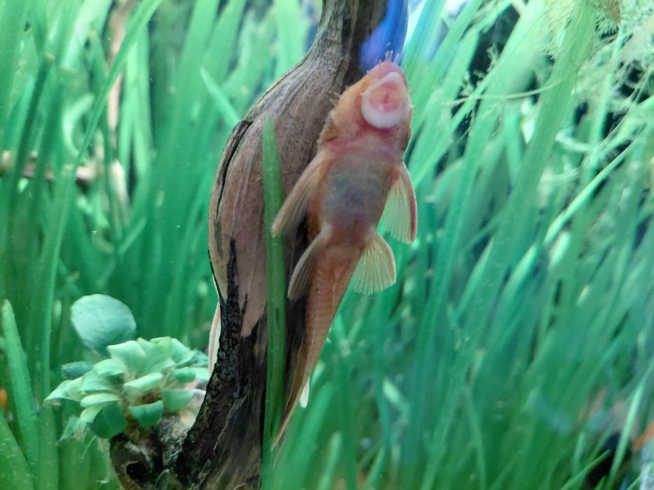 Zbrojnik glonojad red welon samiec  samica