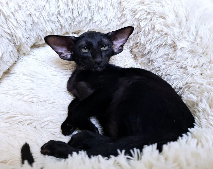 Ориентальные девочки