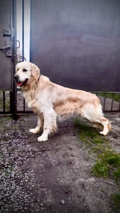 Золотистий Ритривер, Голден-Ретривер, Вʼязка