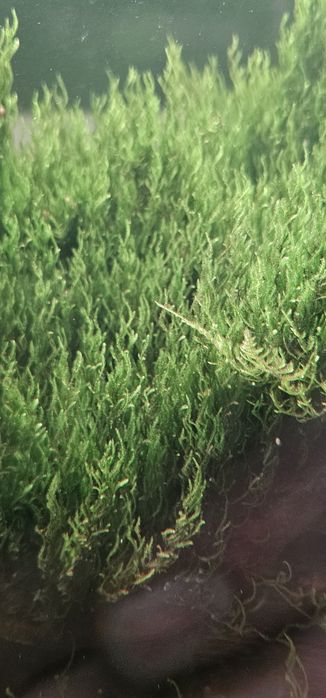 Musgo Flame "TAXIPHYLLUM 'Flame moss"
