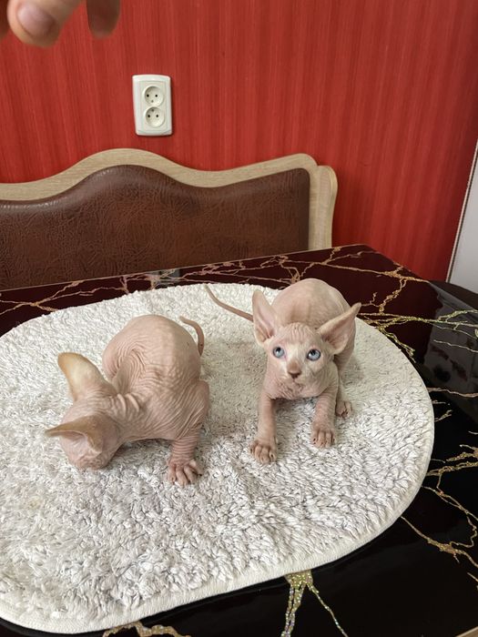 Котята сфинкс мальчики