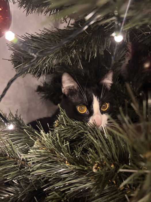 Oddam za darmo kocura