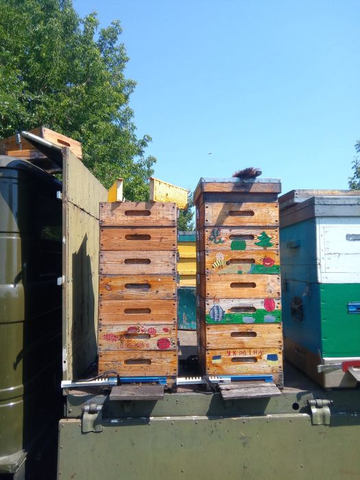 Продам стільниковий мед