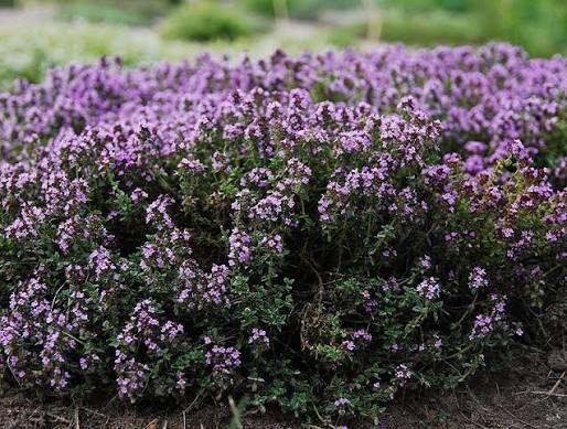 Чабрец , тим'ян повзучий , лікарська рослина саджанці