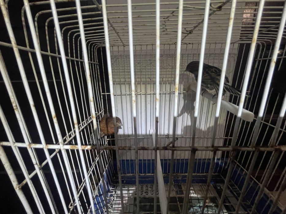 Canarios negro vermelho