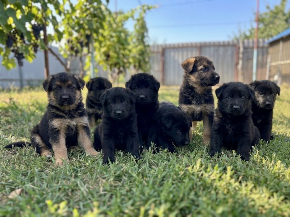 Продам цуценят німецькоі вівчарки