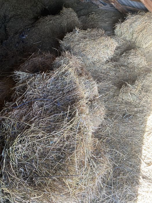 Продам сіно, люцерни та лугове