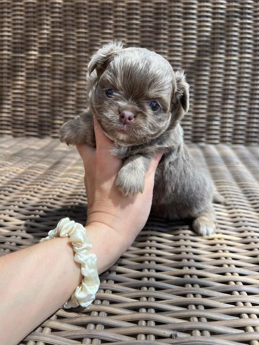 Chihuahua  Lilac de olhos azuis . Menino . Pêlo Longo.  Lindo demais.