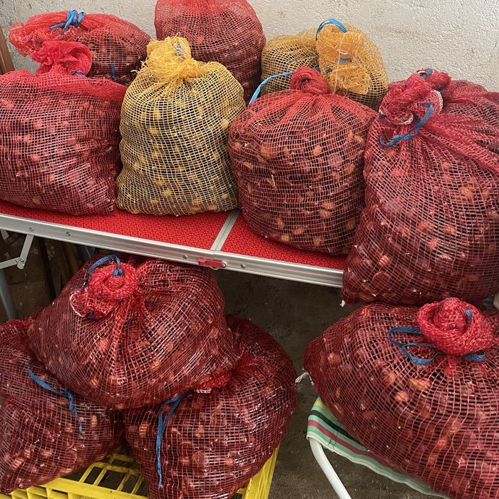 Castanhas Guarda64584564755586121