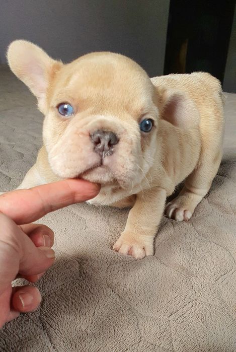 Французский бульдог мальчик!