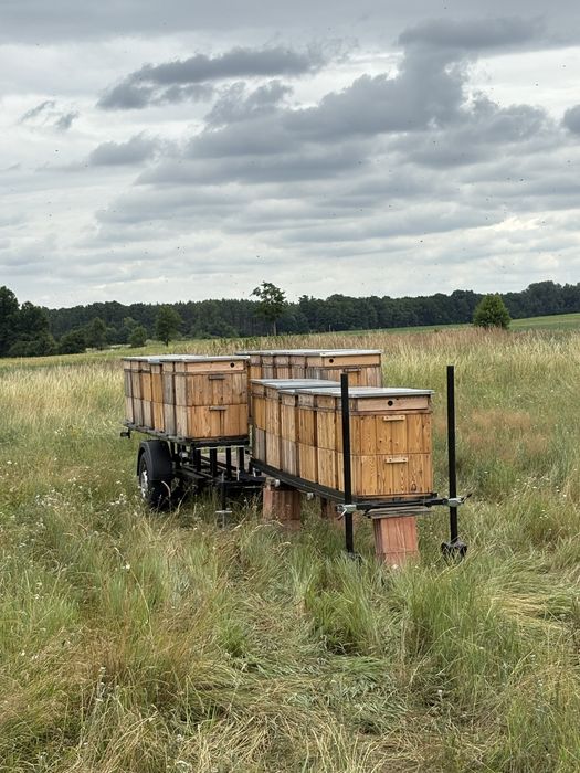 Odkłady pszczele na ramce wielkopolskiej