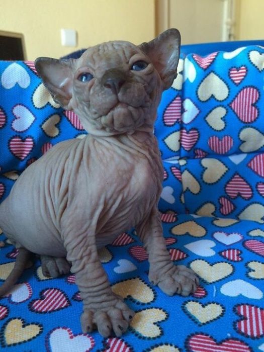 Lipiec ℹ️ Kochany 9x Miziasty maluszek Sphynx Sfinks Wwa / Sosnowiec