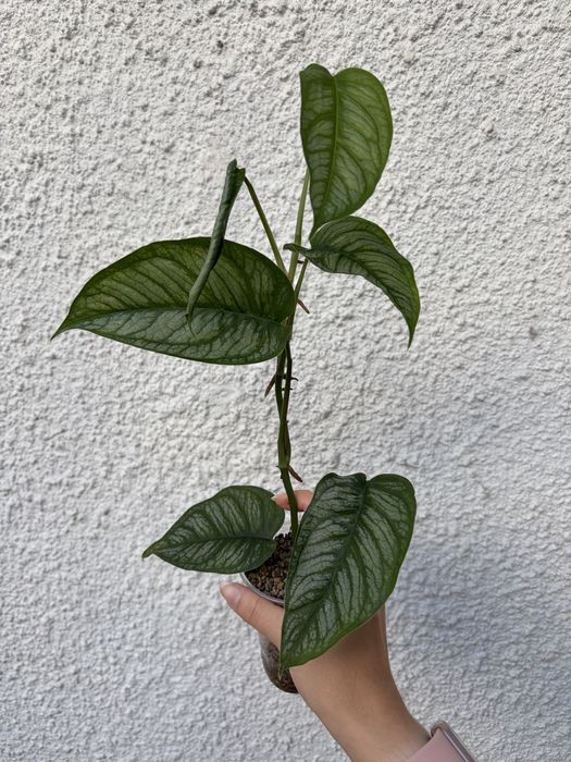 Monstera Siltepecana El Salvador