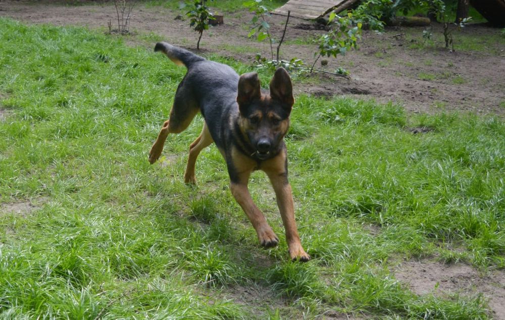 Przytulaśny Snoopy szuka domu