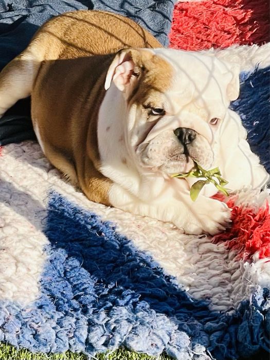 Cachorro Bulldog Inglês disponível