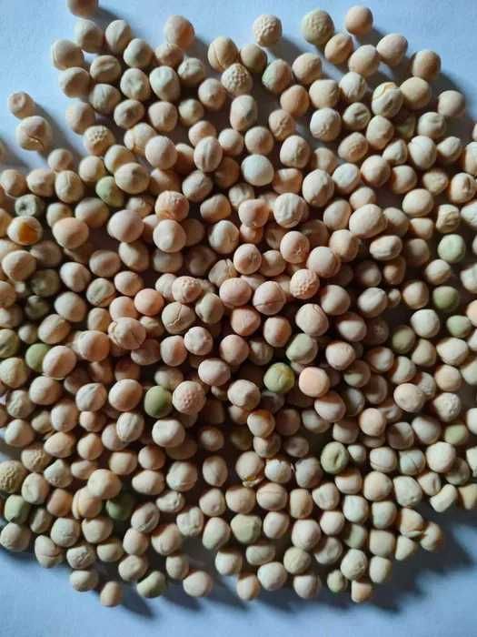 Groch siewny, łuskowy,  cukrowy, cert ekologiczny