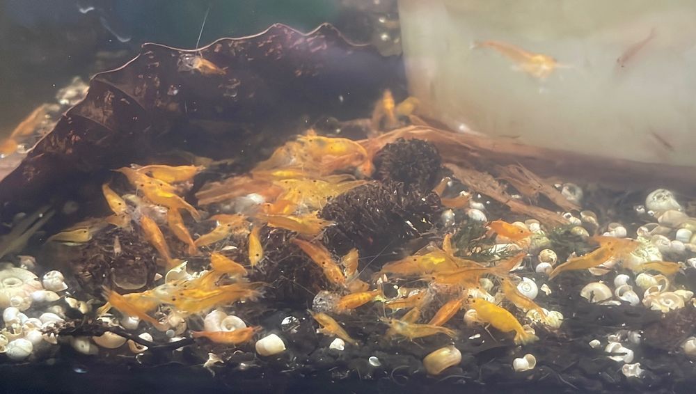 Neocaridina davidi var "orange"