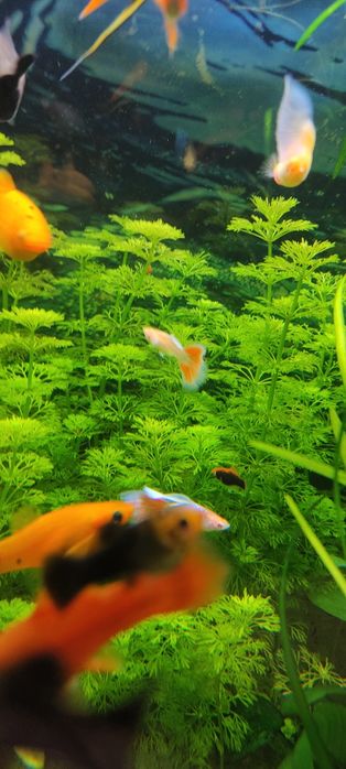 Gupiki albino Red topaz