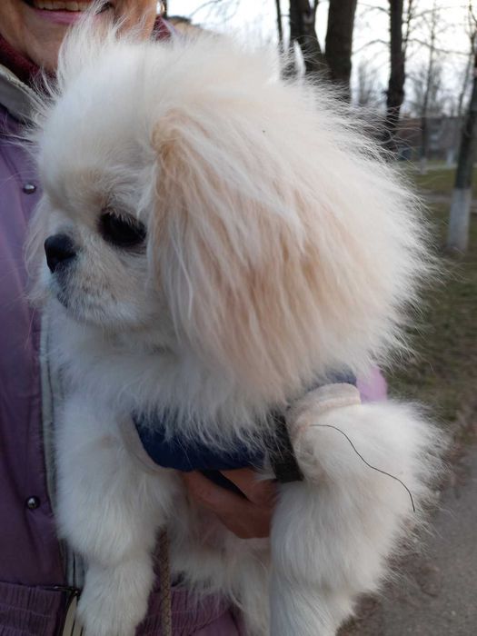 Пекинес предлагает вязку