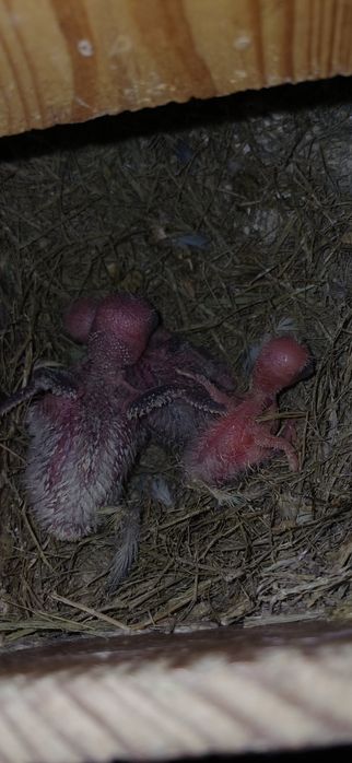 caturas  e  rosicollis  para Criar  a mão