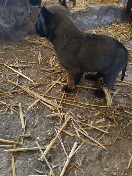 Owczarek belgijski malinois